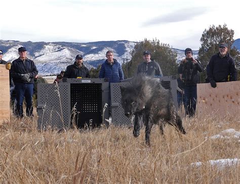 Colorado Wolf Pack To Be Relocated After Spate of Attacks.